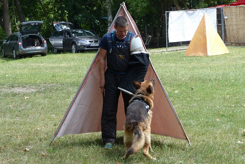 Hundesportverein Kolkwitz Vorführung des Hundesportverein für