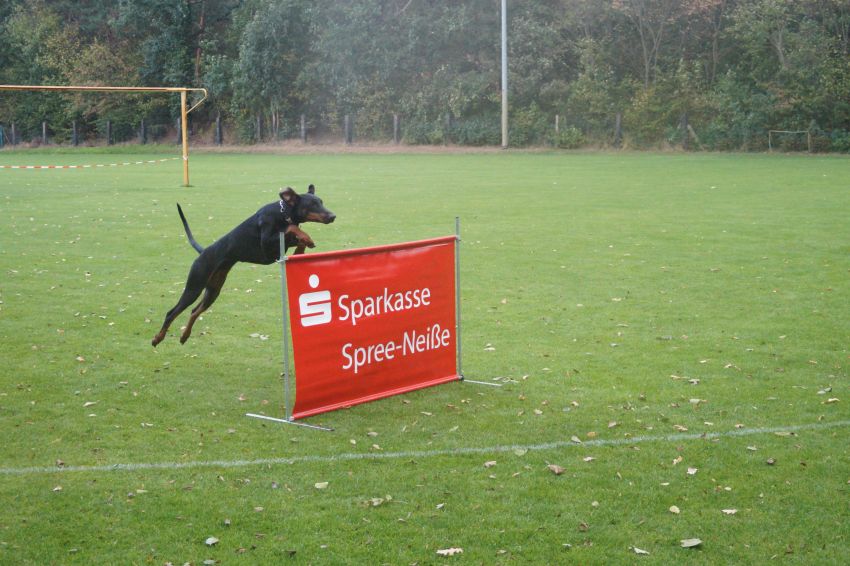 hundesportverein kolkwitz oktoberfest kolkwitz